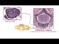 Peripheral nervous system: Histology