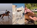 Horse tiktoks that went viral 26