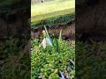 Snowdrops Flower is a spring flower means " I'll never forget you". #nature #garden #snowdrop