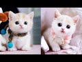 Baby Cats - Cute and Funny Cat Videos Compilation #64 | Aww Animals