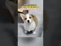 柯基的立耳的瞬間 太可愛啦 樂樂 趣味 有趣 Funny 萌寵 Pet Dog Cute 可愛 柯基 柯基的立耳的瞬間 太可愛啦 樂樂 趣味 有趣 Funny 萌寵 Pet Dog Cute 可愛 柯基