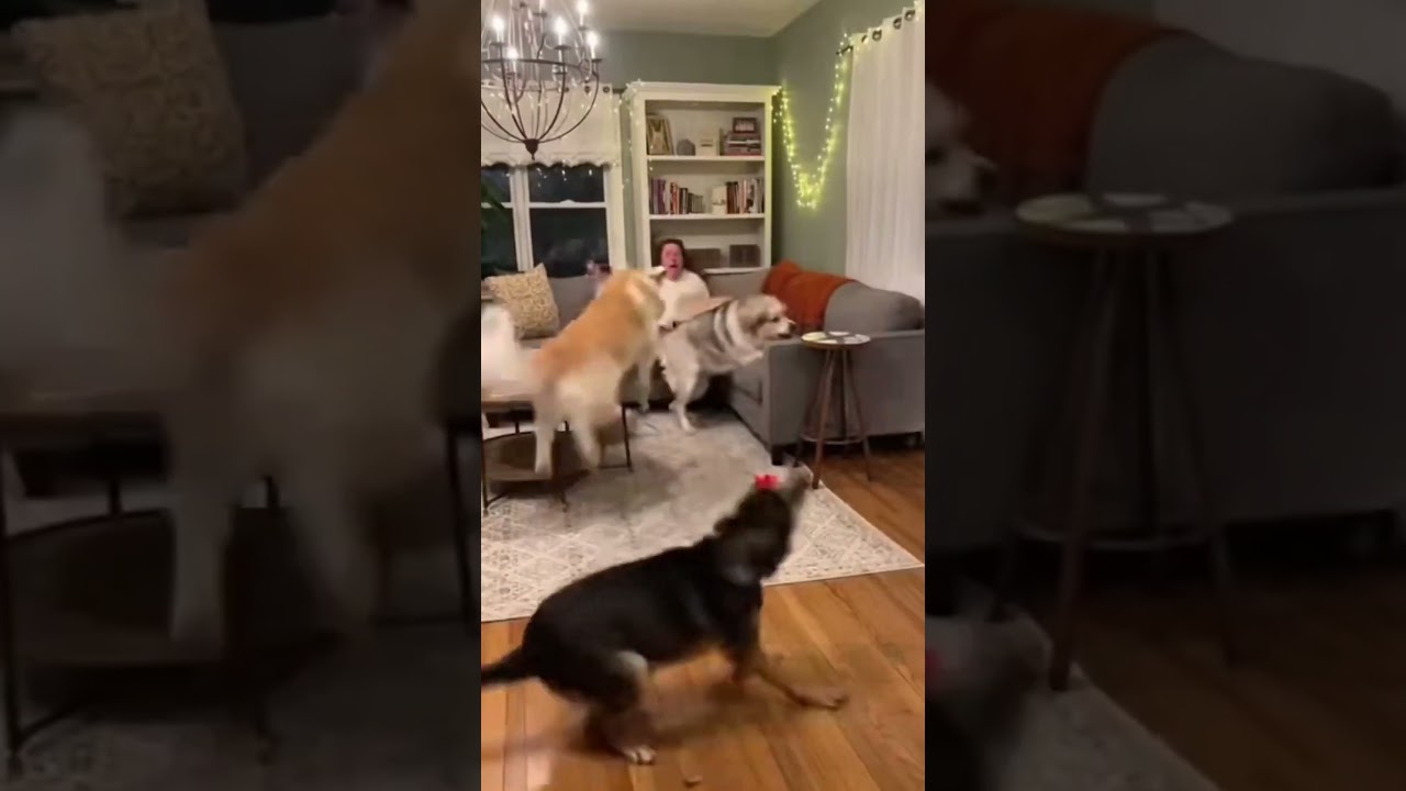 I CAN’T STOP LAUGHING!! 😂😂 that’s an evil chicken!!