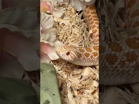Video: Ima li zmija hognose u nc?