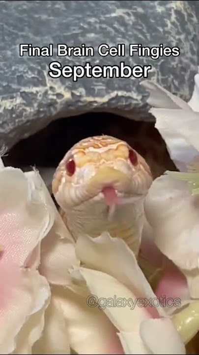 YOUR MONTH YOUR FINGIES PART 1 #reptile #animal #snake