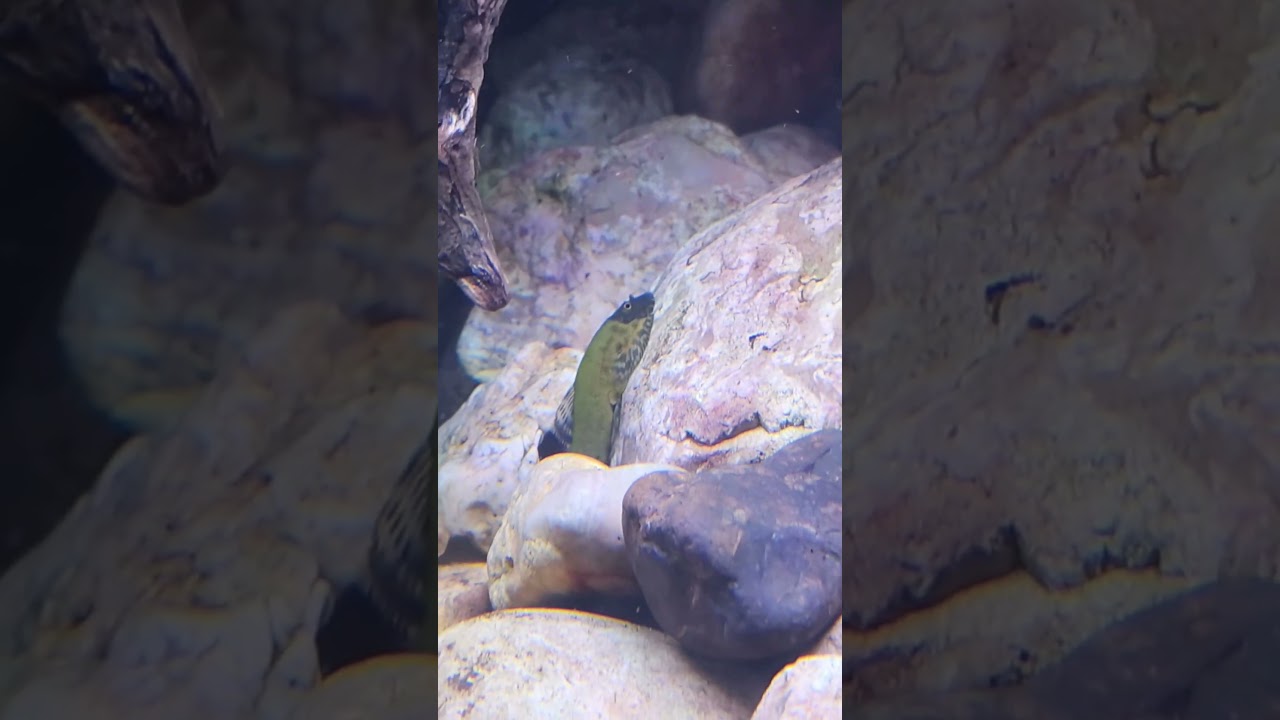 New loach, who dis? #rarefish #prestigeaquatics #fishroom #aquarium #loach