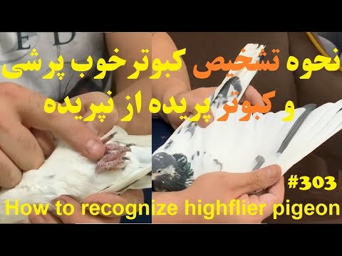 نحوه تشخیص کبوترپرشی خوب و کبوترپرانده شده ونشده ازنظرآقای برکت      