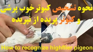 نحوه تشخیص کبوترپرشی خوب و کبوترپرانده شده ونشده ازنظرآقای برکت How to recognize a highflier pigeon