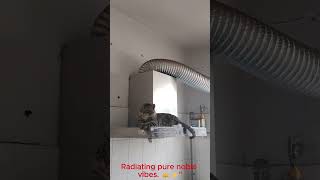 Noble Cat Energy #cats #cute #AIAdvocate
