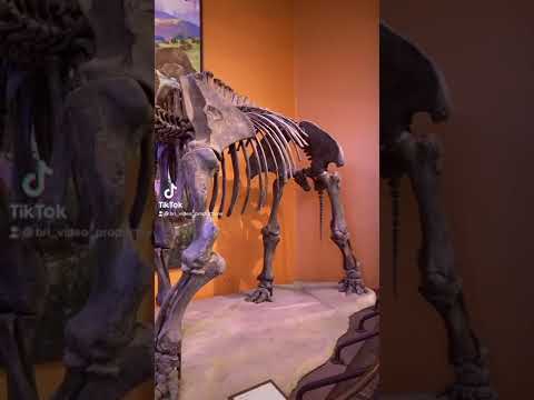 Video: Ist Mastodon ein Dinosaurier?