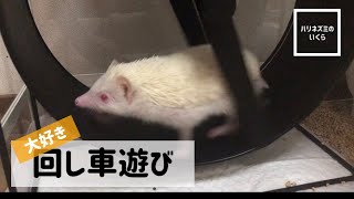 【ハリネズミのいくら】回し車で遊んでる姿を撮影したら落ち着かない様子のハリネズミのいくらちゃん