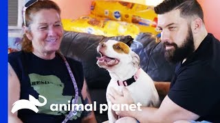 Man Finds The Perfect Companion To Share His Life With | Pit Bulls & Parolees