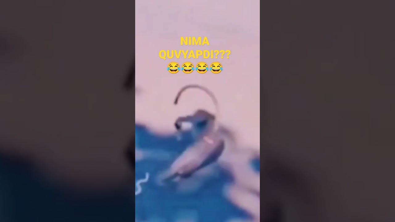 Rasimga ovol... Olyapman 🤟😂