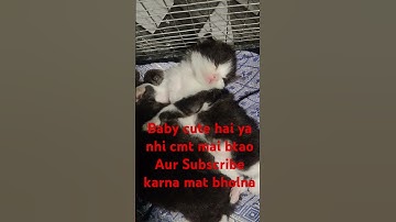 Baby Sleeping Peacefully Like an Angel 😻💤" #catlovers #cat #kitten #catlovers #funny