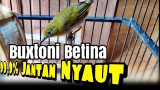 Buxtoni Betina, Suara Pleci Buxtoni Betina Memanggil Jantan