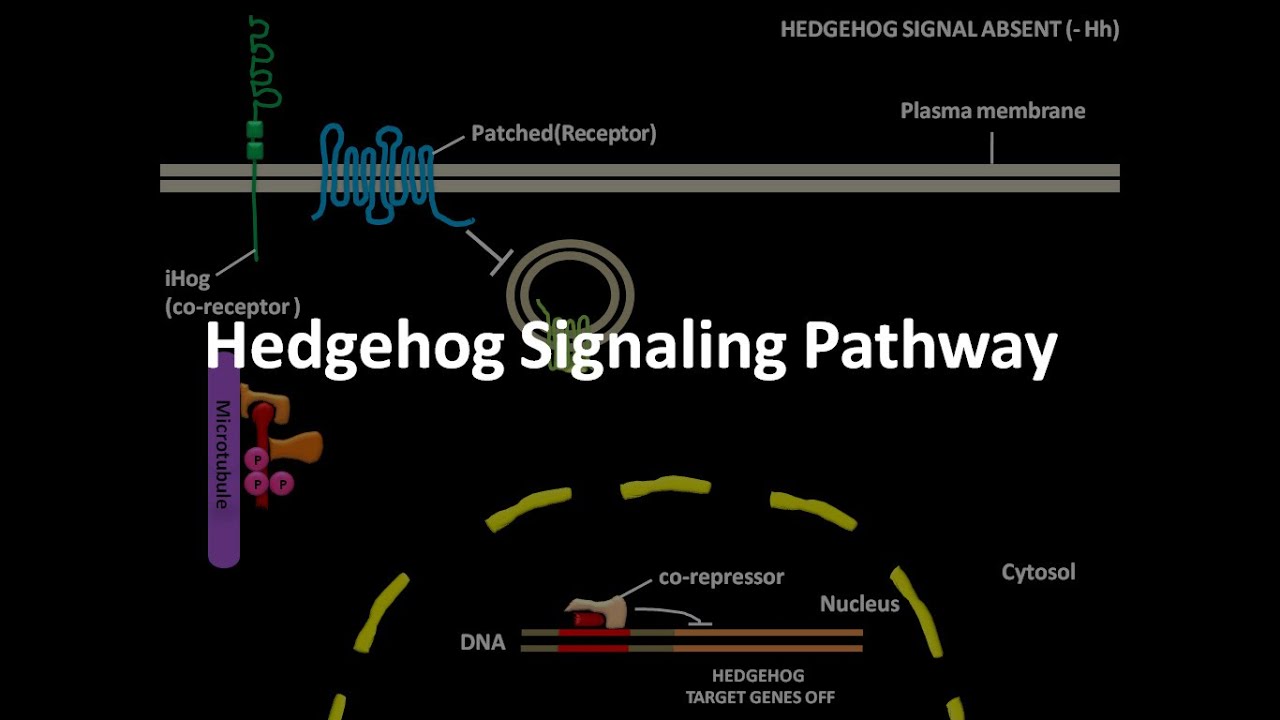 Jdb Free Fulltext The Hedgehog Signaling Pathway Non Canonical