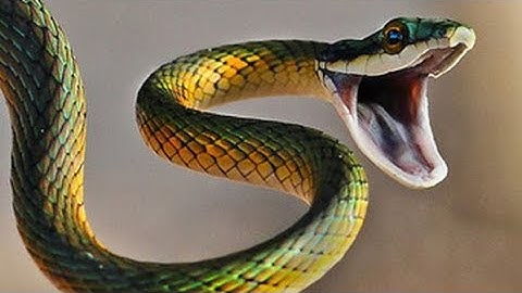 CHỮA RẮN ĐỘC CẮN | Cây Phèn Đen