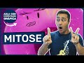 MITOSE | Divisão Celular | Professor Jubilut