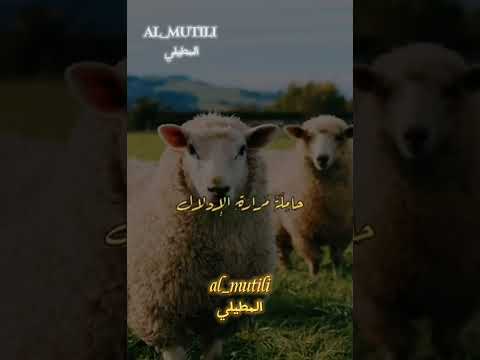 كان لبعض الناس نعجتان قصيدة أحمد شوقي بصوت أسامة الواعظ Shorts