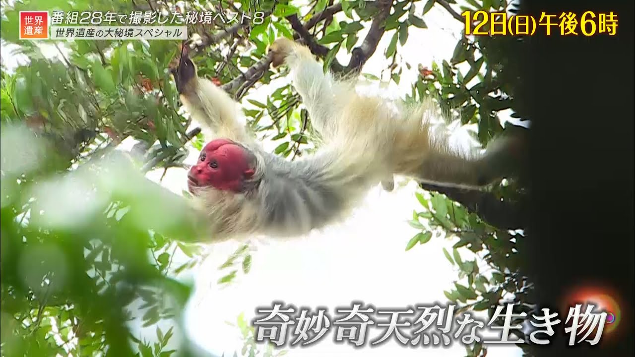 世界遺産』11/12(日) 大秘境スペシャル【TBS】 - YouTube