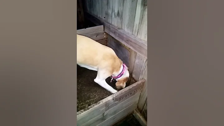 Seeley digging for long gone tomatoes