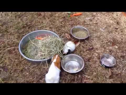 Raising Guinea Pigs Outdoor