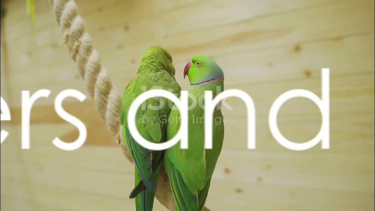 Urdu Kahani  Parindon Ki Dunya