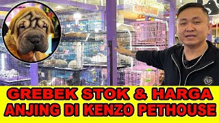 Grebek & Cek Harga 50an Ekor Anjing Ras Di Kenzo PetHouse  King Of Dogs