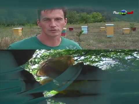 Видео: Как да предотвратим роенето на пчели
