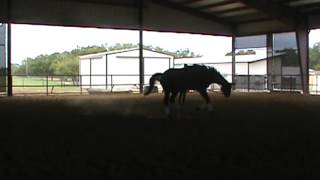 Sunday Longeing Left