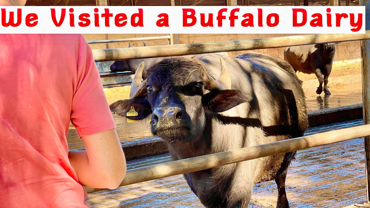 We Visited an Italian Water Buffalo Dairy to see how they get the milk