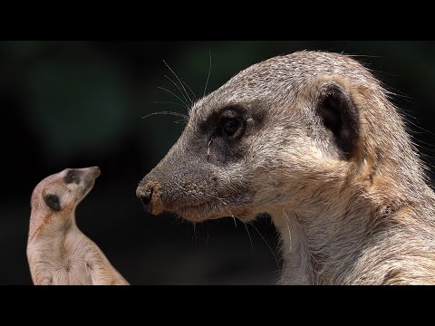 Meerkats | Animals for Kids  | ZooTube