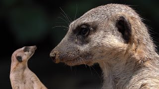 Meerkats | Animals for Kids  | ZooTube