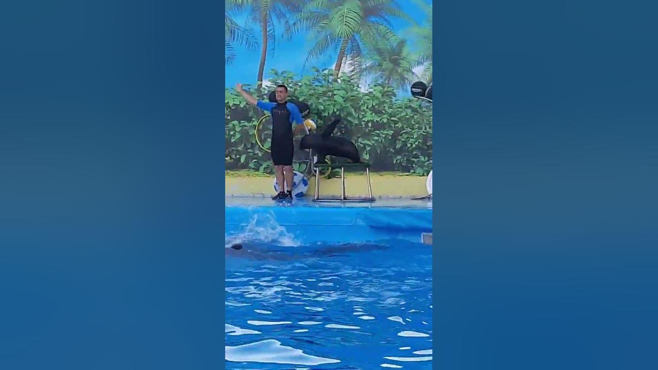 #морський котик махає ластою - YouTube