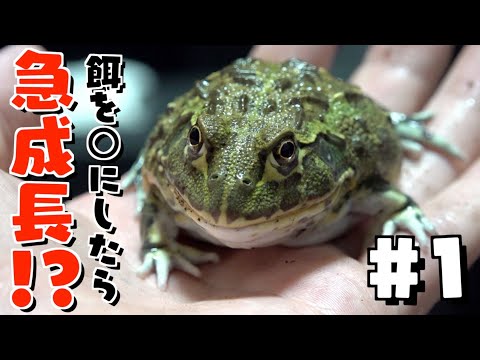 カエルページ ツノガエルバイト - 魚粉不使用・消化吸収で匂いケア - エコロギー