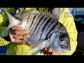 Fishing big sargo  or white seabream with whole sardines