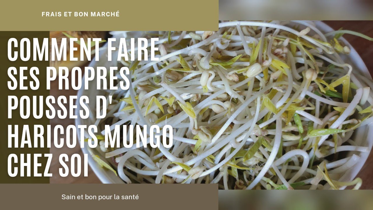 Réussir la culture des haricots mungo