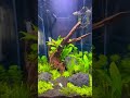 #aquarium #aquascape #freshwaterfish #stunning #natural