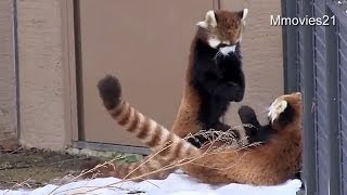 ピョンピョン跳ねまわって遊ぶレッサーパンダ~Red Pandaｓ Bounce around