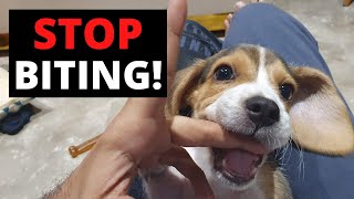 How to STOP Aggressive Dog Biting in Hindi (7 Simple Steps)