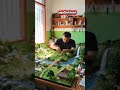 panorama pedesaan dengan persawahan yang indah dan sejuk #shortvideo #miniature #pedesaan #motivasi