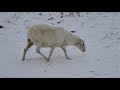 Our sheep dig through snow for forage, no hay.