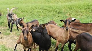 الطفيليات و تأثيرها على صحة الماعز و على مردوديته في الإنتاج