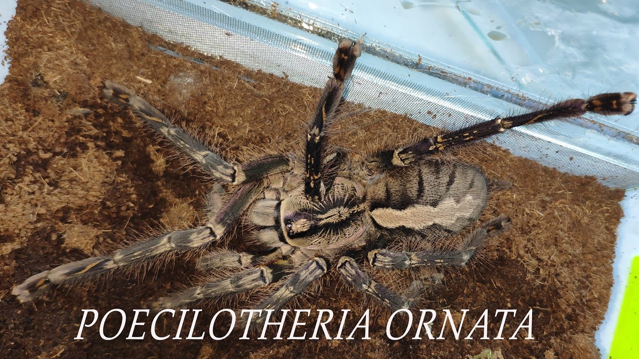 Паук. Poecilotheria ornata разведение. Ptasznik.