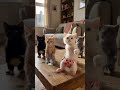 catdance😹 gang tuff steps 😹😎