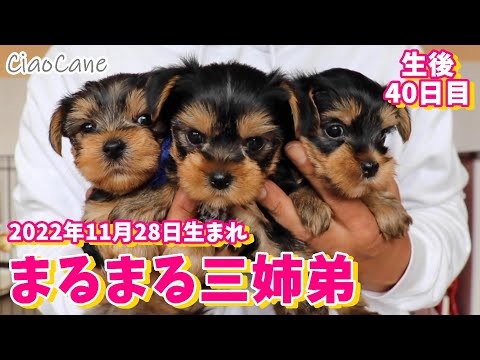 2022年11月28日生まれ・ニコの三つ子ちゃん【生後40日目】【ヨークシャーテリア専門犬舎チャオカーネ】