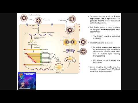 The Coronavirus Replication Cycle