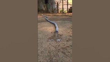 Unbelievable! A Snake Just Crawled Out of This Pipe – Can You Handle This Shock? #snake #shorts