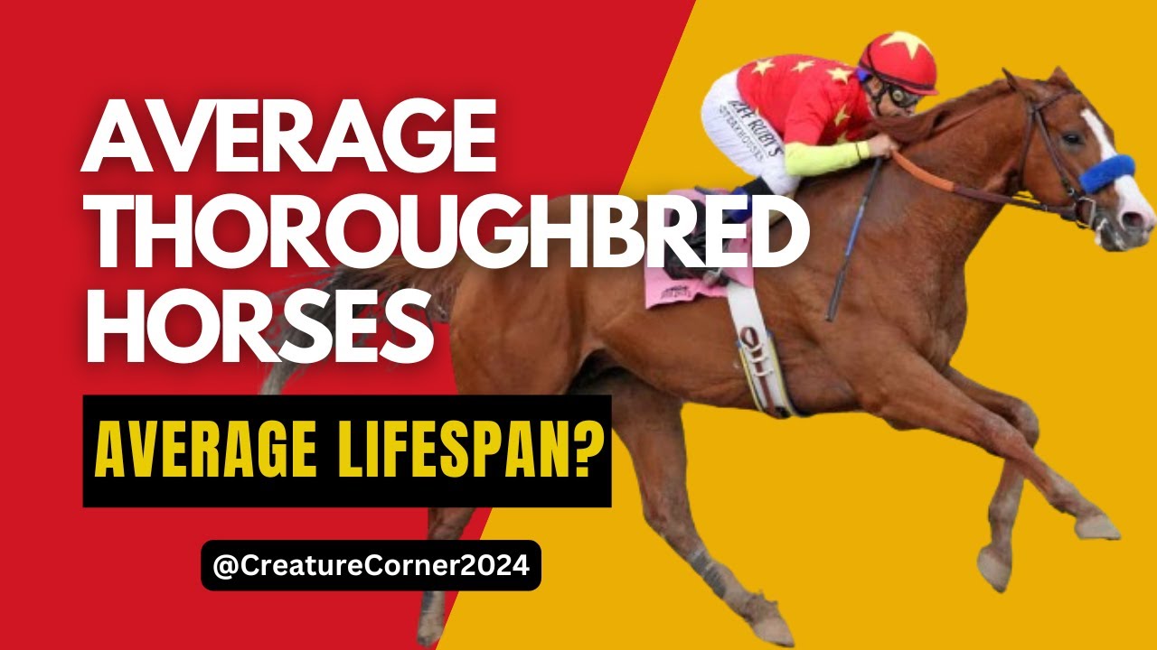 What is the average lifespan of a Thoroughbred horses - YouTube