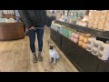 Paradise NV Dog Training with Suburban K9!