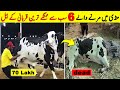 Pakistan Ki Mandi Main Fo.ot Hony Walay Sab Sy Mehangay Qurbani K Janwar | NYKI